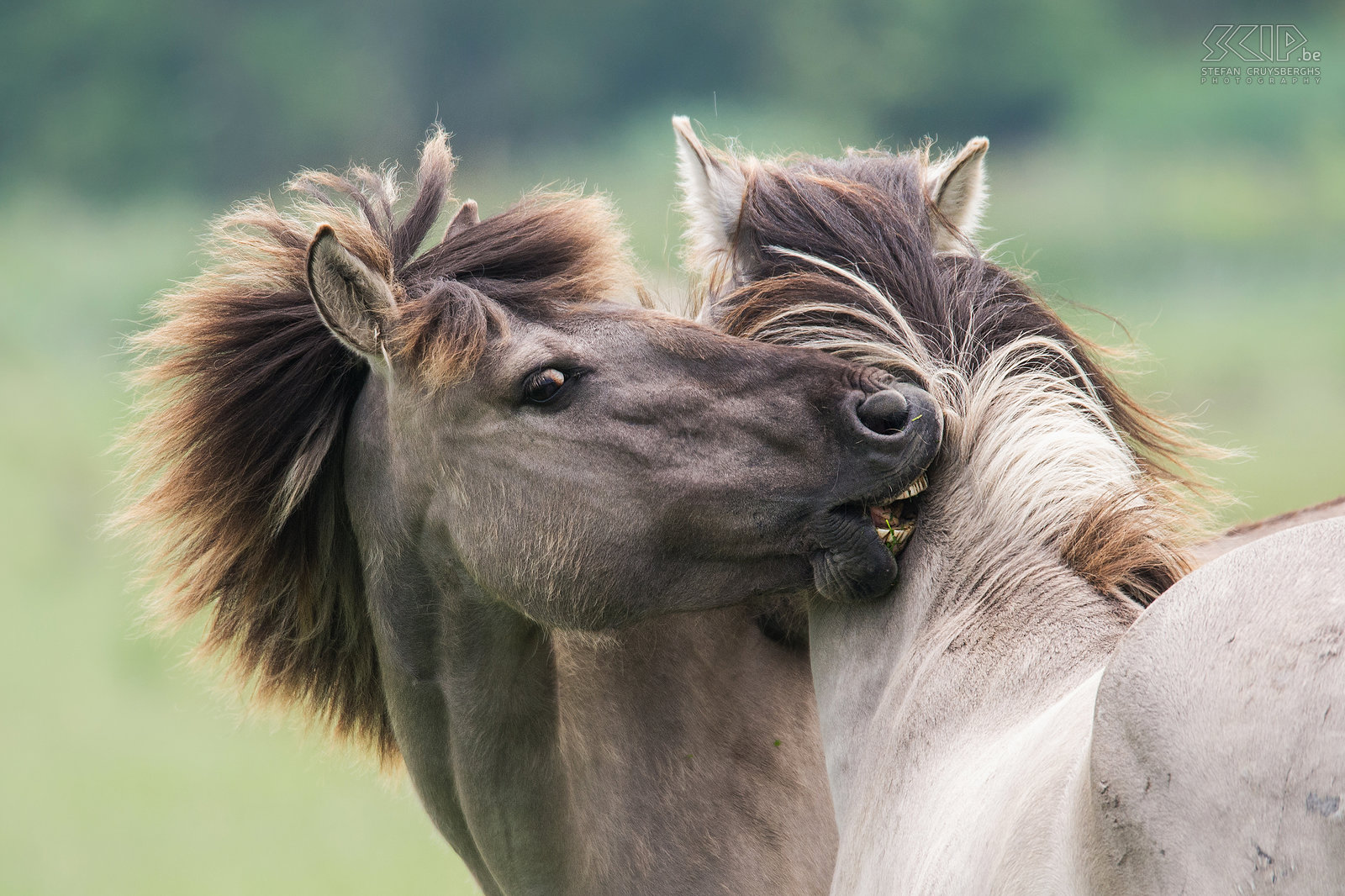 Oostvaardersplassen - Konik paarden De konik is van oorsprong een Pools en Wit-Russisch klein wild paard. Ze leven in grote groepen met veel veulens en er is vaak veel interactie en zelfs gevechten.  Stefan Cruysberghs